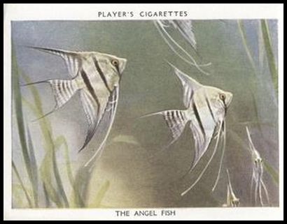 2 The Angel Fish